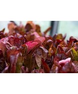 MBK Paeonia Lactiflora Peony Shrub Seeds Showy Fragrant Flower Fast Ship - $14.98