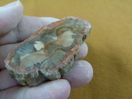 R805-34) genuine fossil Petrified Wood slice specimen Madagascar organic... - $14.95