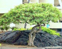 Schefflera arboricola, rare flowering Dwarf UmbrellaTree exotic bonsai  25 seeds - £7.85 GBP