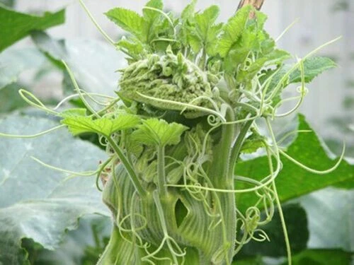 7 PCS SUPER SQUASH BUDS , B SIU NG?N | 98% GERMINATION | - $11.04