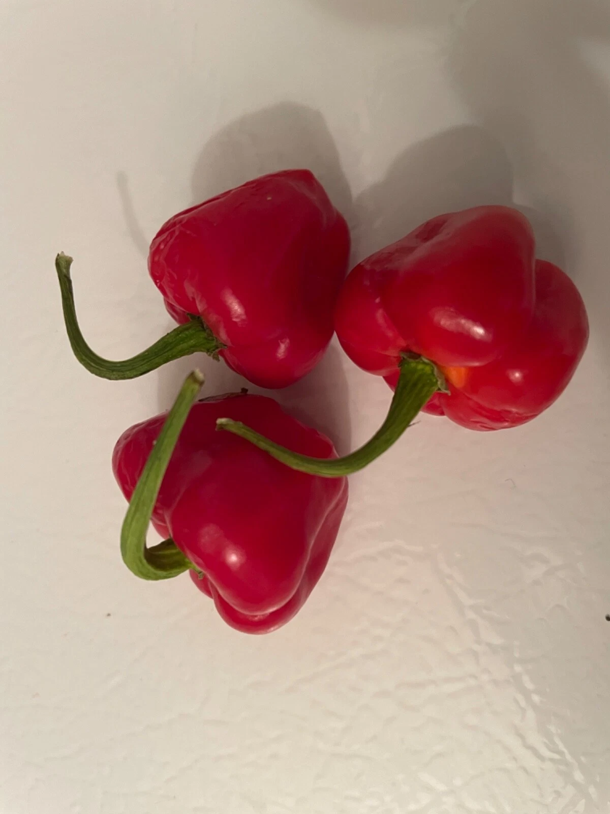 30+ Pettie Belle Ghana Pepper Seeds Shito Kpakposhito Spicy Sweet Heirlo... - $5.24