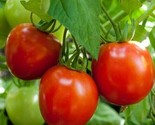 Glacier Tomato Seeds 50 Determinate Cool Season Vegetable Garden Fast Sh... - $8.99