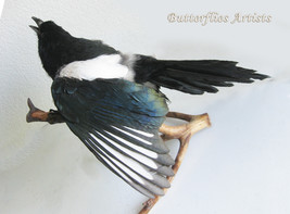 Pica Pica Eurasian Magpie Real Bird Taxidermy Stuffed Hunting Trophy Scientific - $289.99