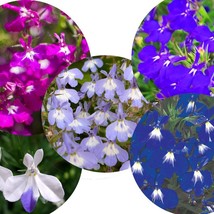 Fast Ship USA Seller Lobelia Regatta Mix Seeds Outdoors - $5.32