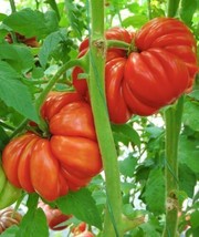 200 Red Mushroom Basket Tomato Seeds Tomato Seed Organic Heirloom Vegetable - $81.82 MXN