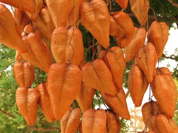 6 Chinese Golden Rain Tree Seeds For Planting Koelreuteria Bipinnata Usa Seller - £13.25 GBP