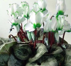 50 pcs Rare Green White Cyclamen Flower Seeds Potted Balcony Rabbit Flower - £6.45 GBP