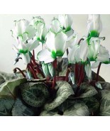 50 pcs Rare Green White Cyclamen Flower Seeds Potted Balcony Rabbit Flower - $8.15