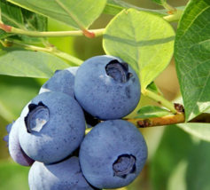 12-24&quot; Tall 3 Year Old Plants 5 Bluecrop Northern Highbush Blueberry Bushes - $239.90