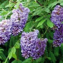 Wisteria Frutescens Purple Flowers Seeds USA Fast Shipping - £14.97 GBP