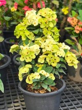 Limeade**Crown Of Thorns-Euphorbia Milii**Christ Plant*Very Small Well R... - $26.99