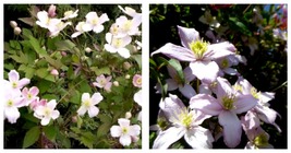 CLEMATIS MONTANA RUBENS - Starter Plant - Approx 4-6 Inch - $47.99