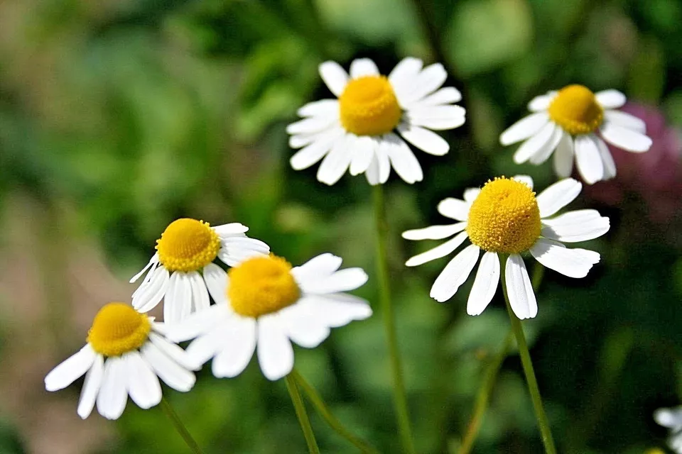 2000 Common German CHAMOMILE Flower Seeds Organic - $4.59