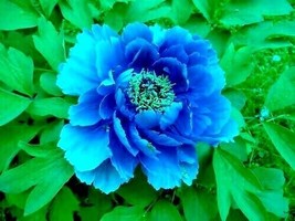 10 Blue Tree Peony Seeds Paeonia Suffruticosa Fresh Seeds Gardening USA - £12.29 GBP