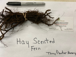 5 Hay Scented Fern clumps  (Dennstaedtia punctilobula) image 2
