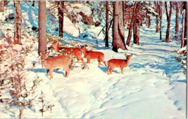 Postcard Picture of  Four Deer in the Deep Woods 5.5 x 3.5 inches - £3.86 GBP