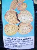 4' live Texas Mission Almond Nut Tree Plants Trees Nuts Ship to all 50 States US - $140.60