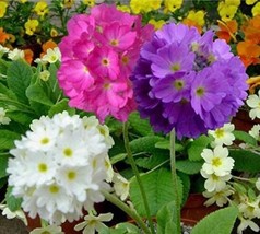 100PCS Primrose Primula Seeds - Mixed Pink Purple White Flowers - $6.78