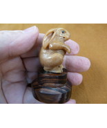 (tb-rab-5) little bunny foo foo Tagua NUT palm figurine Bali carving bab... - £33.45 GBP