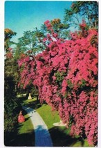 Florida Postcard Bougainvillea in Cypress Gardens - £2.35 GBP