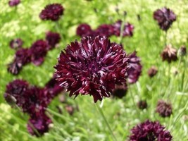 Cornflower Black Bachelor&#39;S Button 100 Seeds Heirloom Flower Fresh - £10.23 GBP