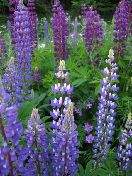 100 Wild Blue Lupine Flower Seeds Perennial Wildflower Gardening - £8.91 GBP