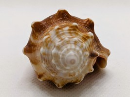 Florida Fighting Conch Seashell Strombus alatus 2.75&quot; Natural Polished Beach - £7.99 GBP