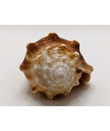 Florida Fighting Conch Seashell Strombus alatus 2.75&quot; Natural Polished B... - $13.72 CAD