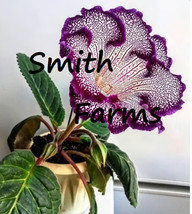 New Fresh 25 Seeds Purple White Gloxinia Flower Beauitful Floral Garden Plant - £7.89 GBP