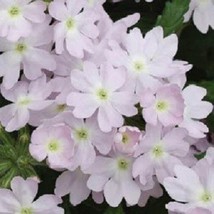 Bin#1R3D4 Verbena Seeds Quartz Xp Silver Flower Seeds 50 Verbena Seedsgarden Bea - £16.03 GBP