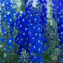 200 Paramo Azul Delphinium Seeds Planting Gardening USA SELLER - £9.94 GBP