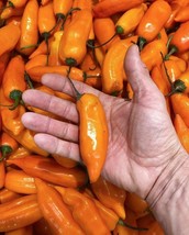 New Fresh 25 Seeds Aji Amarillo Peppers Garden Fresh Vegetables Planting - $7.00