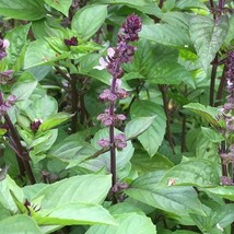 USA SELLER Cinnamon Basil 25 Seeds Fast Shipping - $14.34