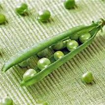 Peas Lincoln Pea Seeds Fresh Seeds From US - £8.25 GBP