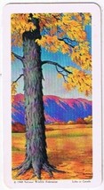 Brooke Bond Red Rose Tea Card #22 Shagbark Hickory Trees Of North America - £0.77 GBP