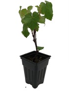 Jupiter Seedless Grape Plant - Vitis - 2.5&quot; Pot - €38,02 EUR