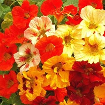 Nasturtium Dwarf Jewel Mix Seeds Fresh USA Shipping - $5.76