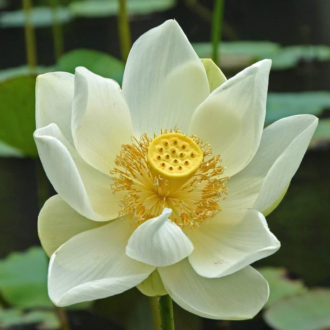 Heirloom White Nelumbo Nucifera - 1 Seeds - $5.63
