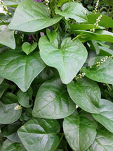 50 Organic Green Stem Malabar Spinach Alugbati seeds - £8.97 GBP