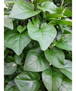 50 Organic Green Stem Malabar Spinach Alugbati seeds - $11.20