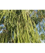 Moringa "WILD" (Moringa Oleifera/ Drumstick) 10+ seeds 100% Organic - $4.99