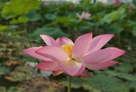 5 Seeds- Wild Indian Lotus -  Water Plant Seed- See Listing - £4.71 GBP