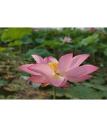 5 Seeds- Wild Indian Lotus -  Water Plant Seed- See Listing - $5.99