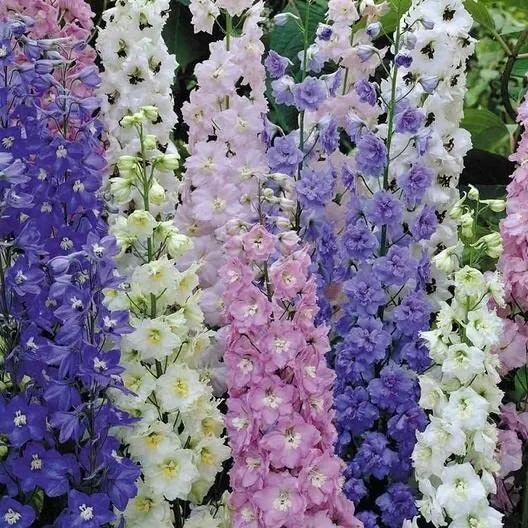Mixed Delphinium Flower Seeds 100+ Seeds Grow Stately Delphinium Wildflowers Fre - £16.80 GBP