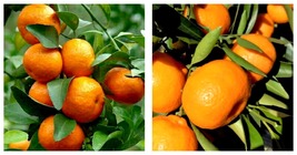 NEW Grafted Kishu mandarin tree in Half Gallon Pot, Tangerine Live Plant - £102.25 GBP
