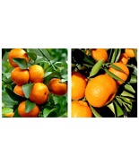 NEW Grafted Kishu mandarin tree in Half Gallon Pot, Tangerine Live Plant - $129.99