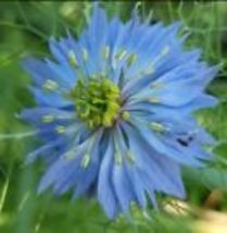 100 Seeds LOVE IN A MIST Mixed Colors Nigella Unique Seed Pod Dried Heirloom  - £9.04 GBP