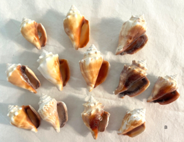 Lot 12 Fighting Conch Seashells Florida Nautical Seashells Beach Wedding... - $29.02