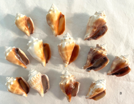 Lot 12 Fighting Conch Seashells Florida Nautical Seashells Beach Wedding... - £22.92 GBP