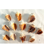 Lot 12 Fighting Conch Seashells Florida Nautical Seashells Beach Wedding... - £22.72 GBP